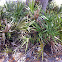 saw palmetto