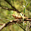 Egyptian locust