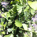 Ginkgo Tree