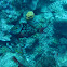 Stoplight Parrotfish