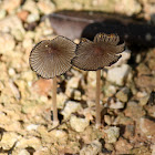 Common Ink Cap