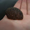 False Sea Lemon (Melanistic?)