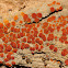 Caloplaca crenularia