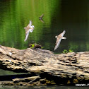 Collared Plovers