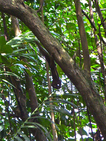 Spotting Image 1