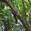 Plantain squirel 