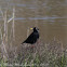 Spotless Starling; Estornino Negro