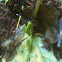 Leafhopper