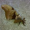 Polyphemus Moth