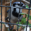 Blue Jay