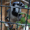 Blue Jay