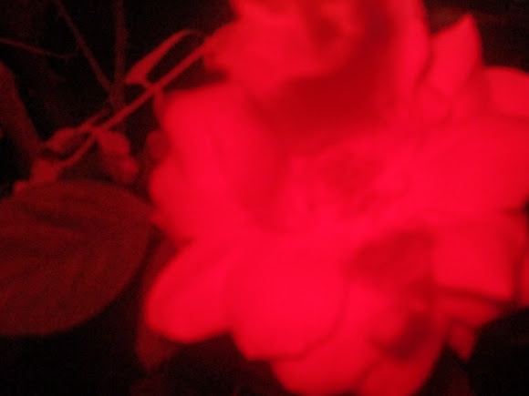 Spotting Image 1