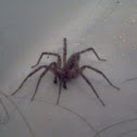Grass Spider