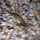 House Centipede