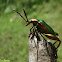 green beetle