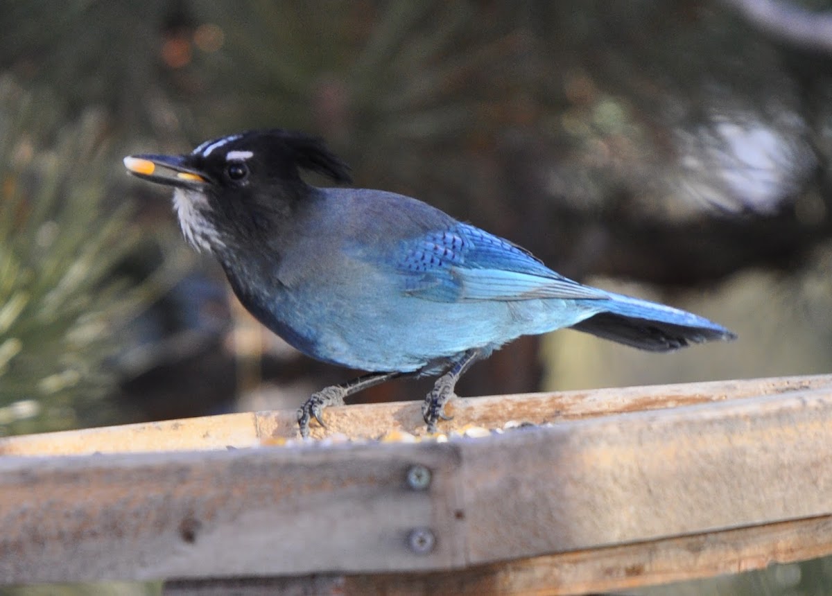 Steller's Jay