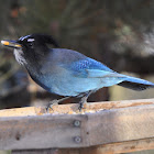 Steller's Jay