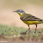 Yellow Wagtail