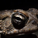 Fowler's Toad