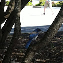 Scrub jay