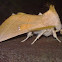 Nadata Moth