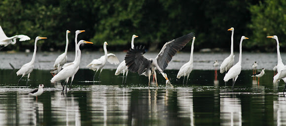 Spotting Image 1