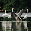 Egret + Heron
