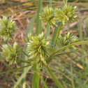bur-reed