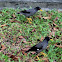 Javan Myna