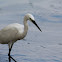 Little Egret