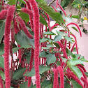 Chenille Plant