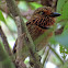 Crescent-chested Puffbird