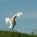 Great White Egret