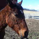 Quarter Horse