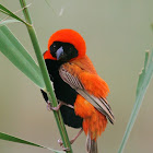 Southern Red Bishop