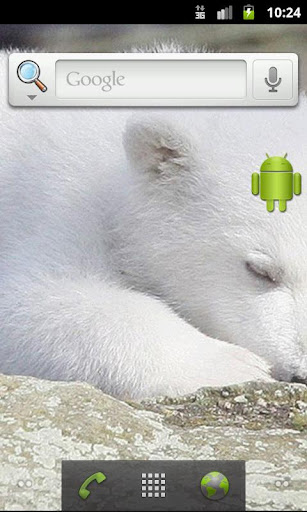 Polar bear Knut Live wallpaper