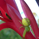 Leek-green Flower Spider
