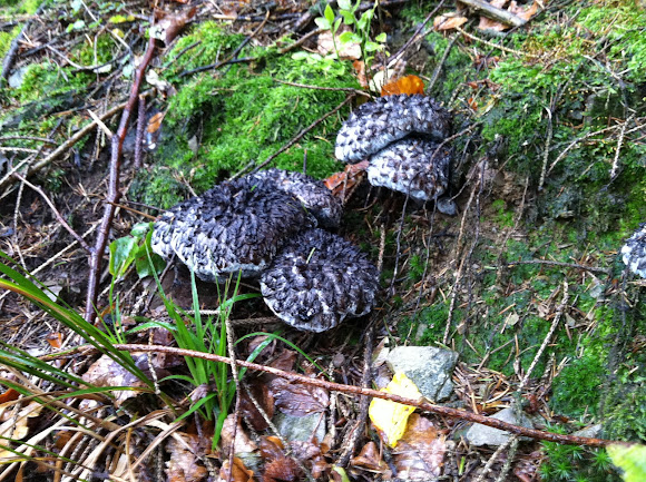 Spotting Image 1