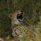 Cheetah