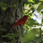 Summer Tanager