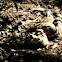 Mourning Doves
