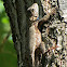 Northern Fence Lizard