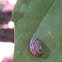 Grove Snail