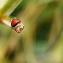 ladybirds, ladybird beetles, lady beetles, ladybugs