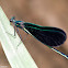 Ebony Jewelwing