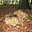 Sulphur Tufts (Zwavelkopjes)