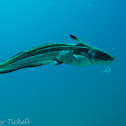 Striped catfish