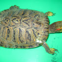 Red Eared Slider Turtle