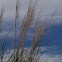 Pampa grass