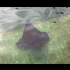 Sting Ray